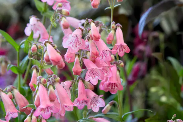Penstemon MacPennys Pink