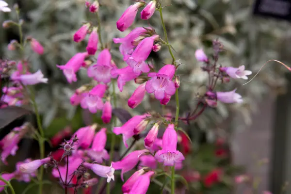 Penstemon Pink Endurance