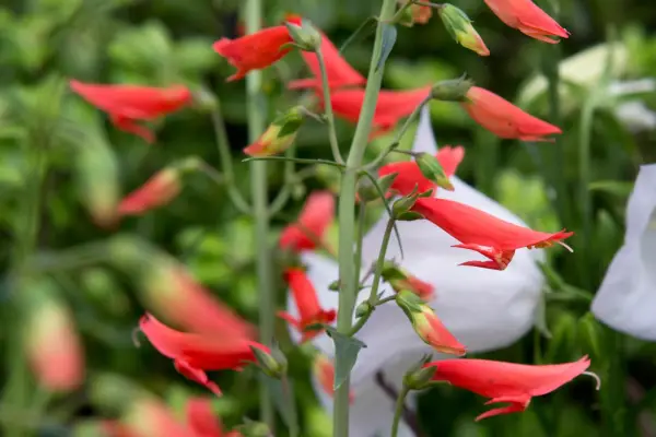 Penstemon barbatus Iron Maiden