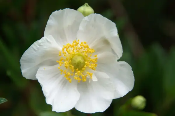 カリフォルニアの大工「ボドナント」