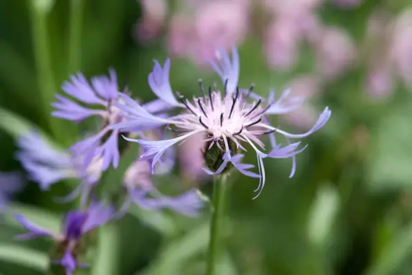 Centaurea triumfettii ssp. strâns