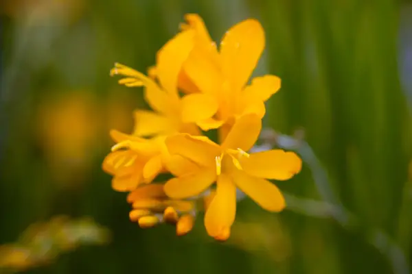 Crocosmia 