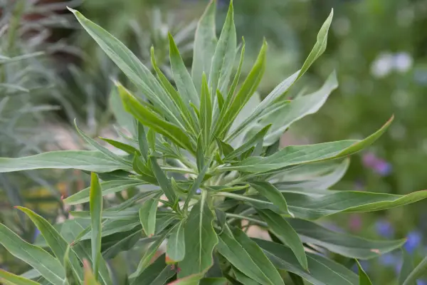 Echium webbii