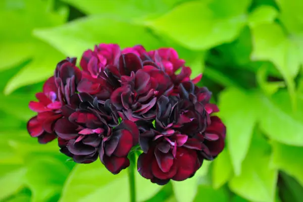 Pelargonium 'pac tommy'