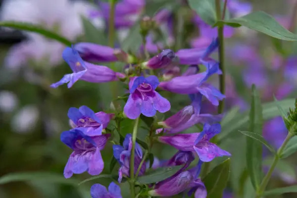 Penstemon heterophyllus „Catherine de la kare”