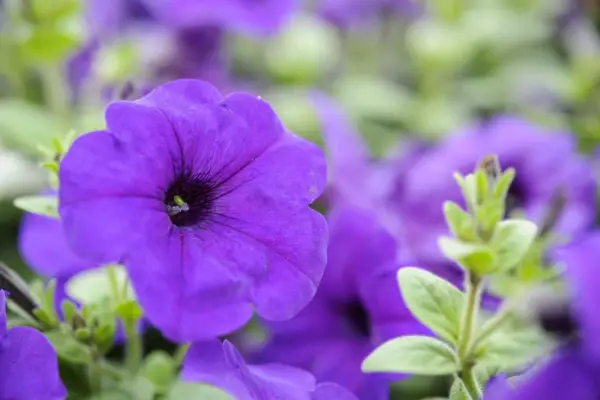 Petunia 'lila' '