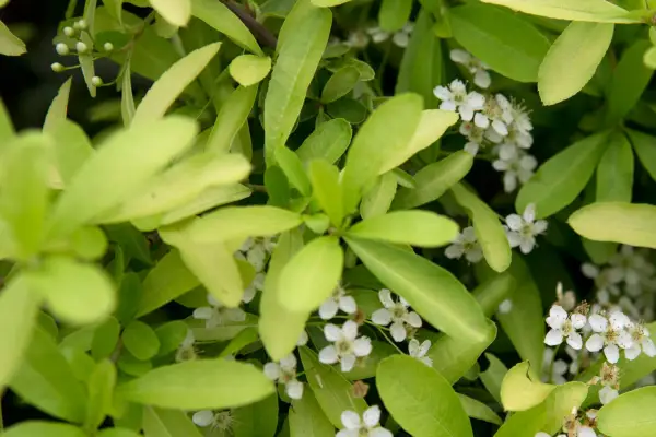 Pyracantha 'Golden Surprise'