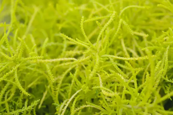 Santolina Rosmarinifolia 'citronová fiize