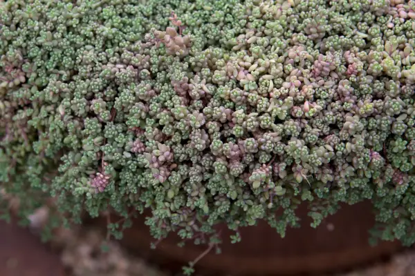 Sedum dasyphyllum