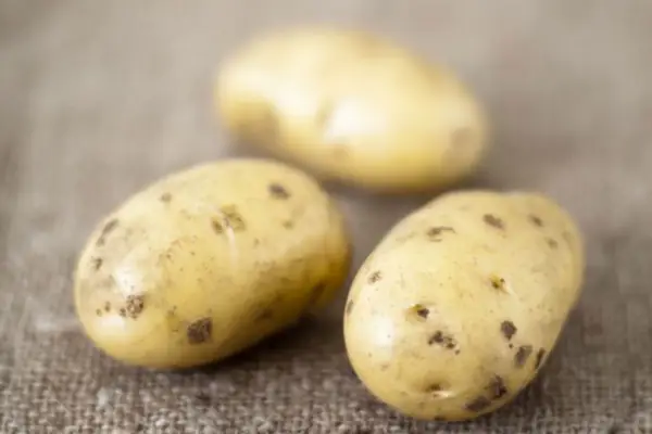 Solanum Tuberosum 'Pink Fir Apple'