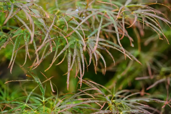 Acer palmatum 'Red Pygmy'