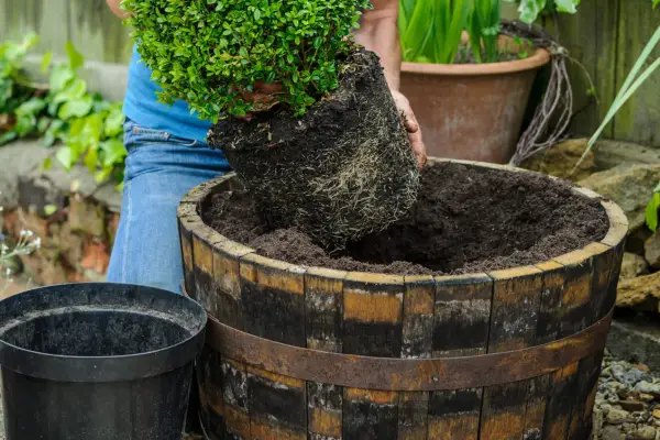 Guide d'Alan sur les tailles d'arbustes