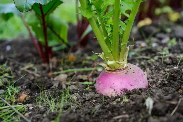 Turnip ready to harvest