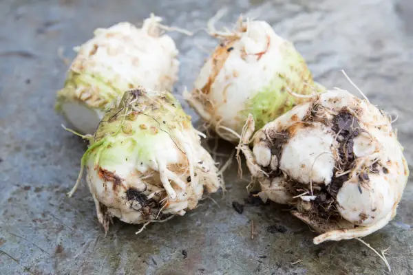 Harvested celeriac roots