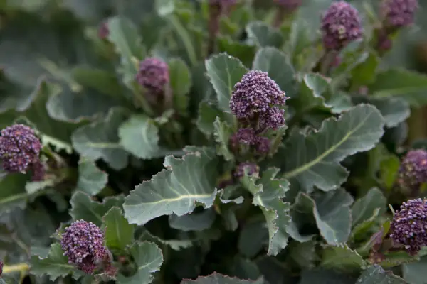 Purple sprouting broccoli