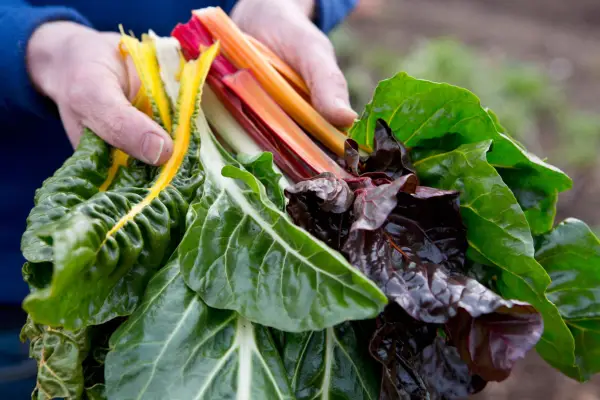Handful of Swiss chard