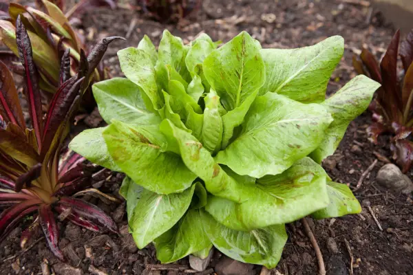 Green-leafed chicory