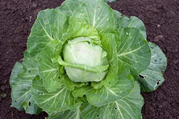 Winter cabbage