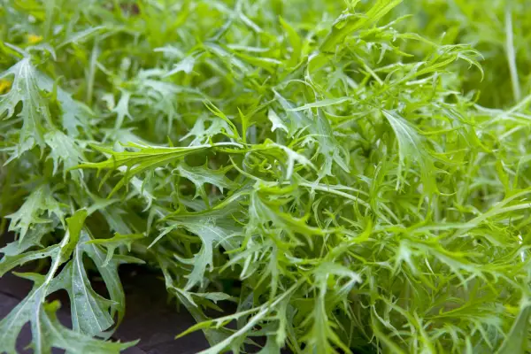 Mizuna leaves
