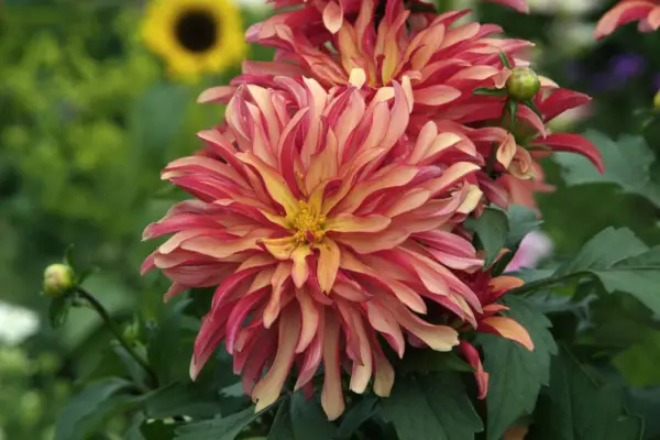 Dahlia 'Art Deco'