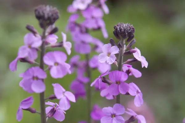 Wallflowers to grow - Erysimum bicolor 