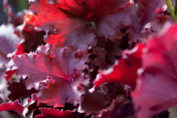 Heuchera 'Peach Crisp'