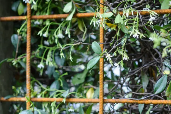 Rusted metal trellis being used to support star jasmine (Trachelospermum)