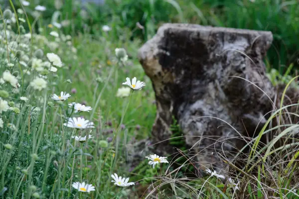 Tree stump in the garden with meadow planting