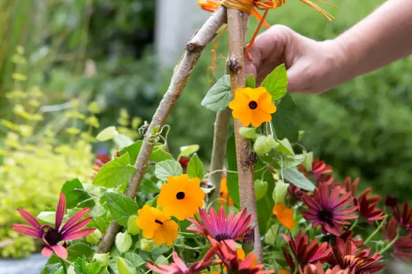 Small hazel pole wigwam supporting Thunbergia alata