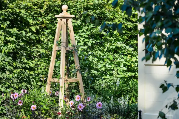 Wooden garden obelisk supporting a star jasmine (Trachelospermum)