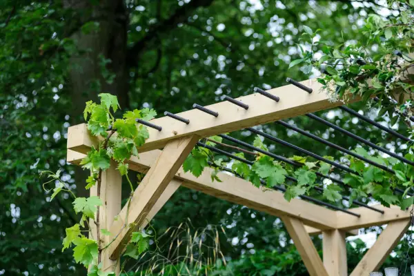 Garden pergola with grape vine