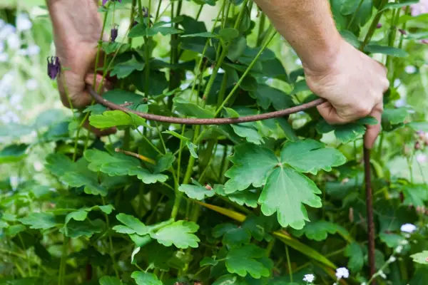 Steel rod plant support being placed around an aquilegia