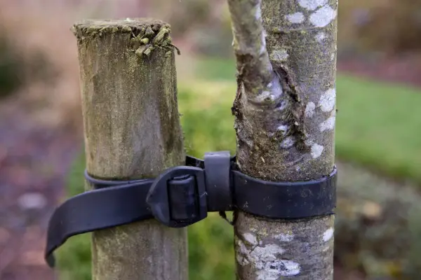 Newly planted tree with stake for support