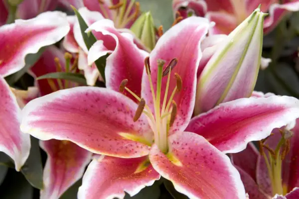 ליליום 'Dazzler'