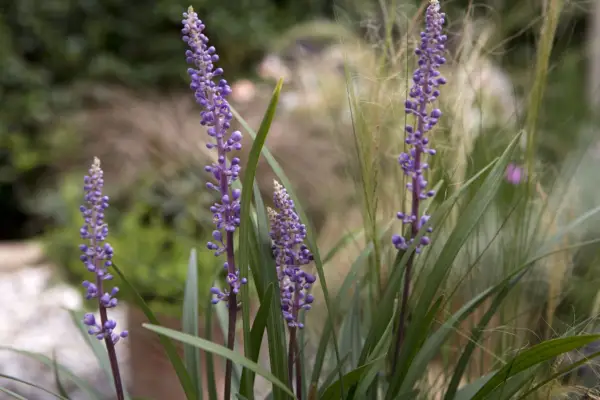 Liriope muscari in flower