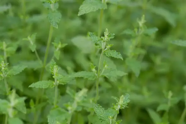 Mentha spicata subsp. Citrata 'Strawberry'