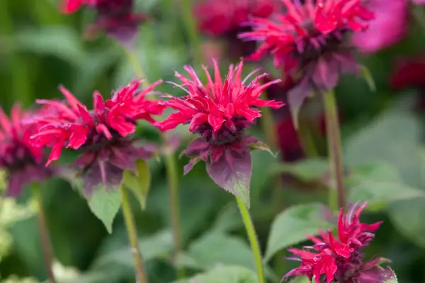 Monarda Didyma 'Fireball'