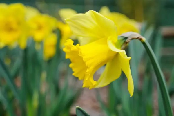 Narcissus 'Rijnvelds tidlige sensation'