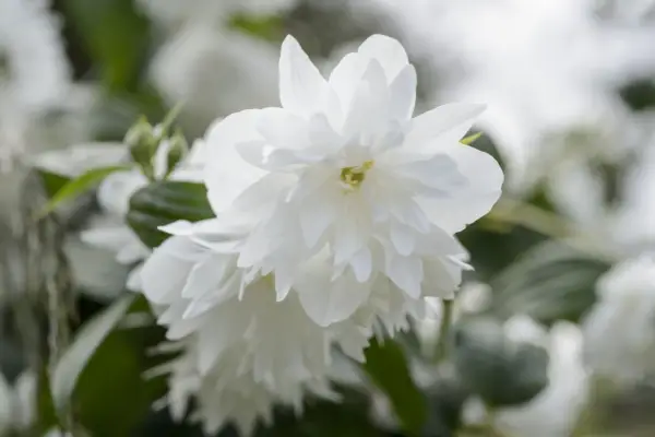 Philadelphus 'Minnesota Snowflake'