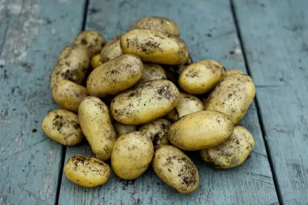 Solanum tuberosum 