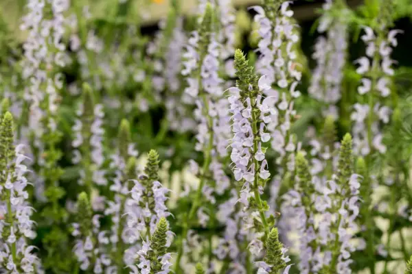 Salvia Nemorosa 'Crystal Blue'