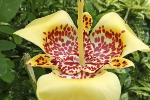 Tigridia Pavonia