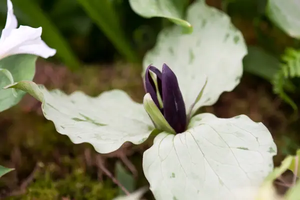 Trillium „Green Frost”