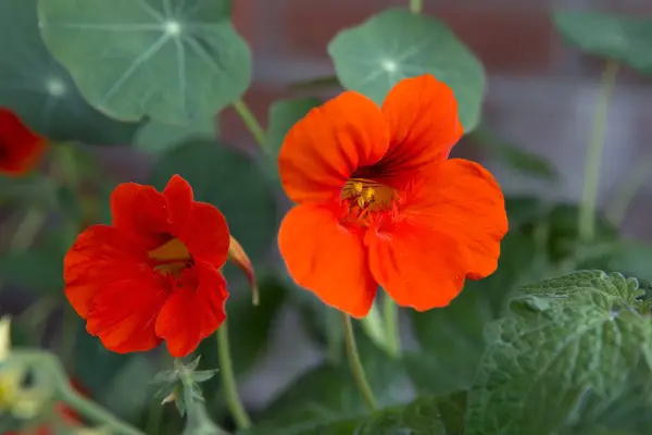 Tropaeolum majus 