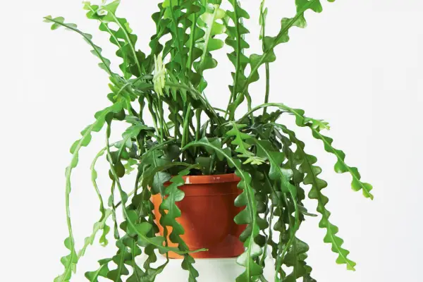 Photo: Getty Images.