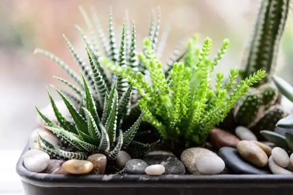 Haworthiopsis attenuata