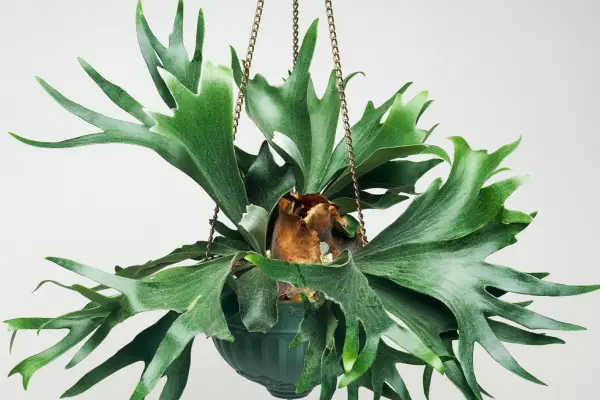 Photo: Getty Images.