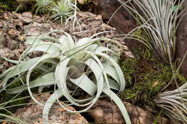 Ungewöhnliche Hauspflanzen zum Wachsen