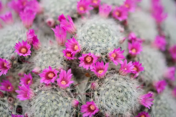Cactus plants to grow - Mammillaria