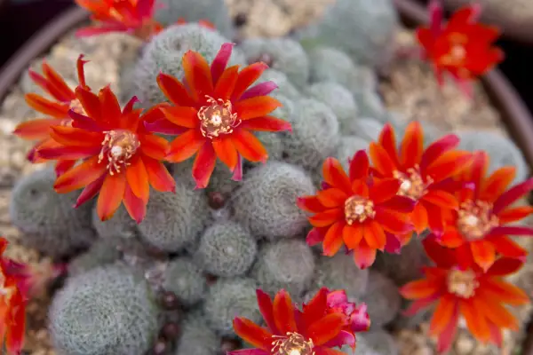 Cactus plants to grow - Rebutia heliosa